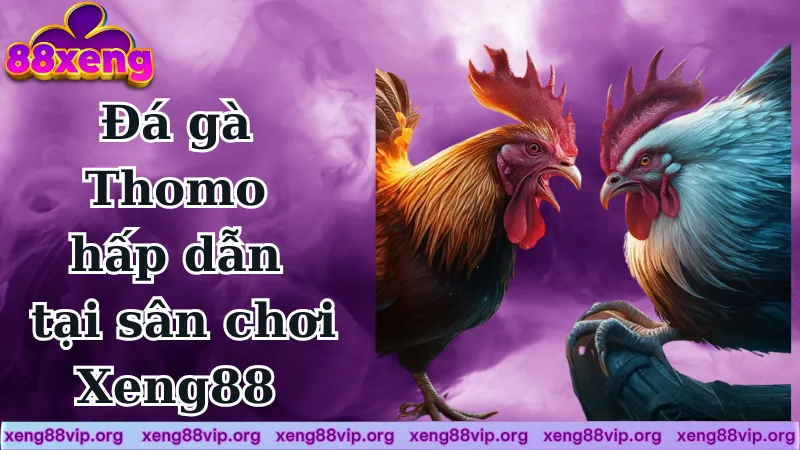 Đá gà Thomo game hấp dẫn tại sân chơi Xeng88